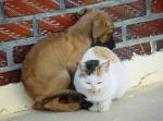 Собака Уля и котенок Мерлин ждут своих хозяев!!!