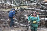 Последний ураган выявил самые неустойчивые к ветру деревья Петербурга
