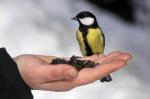 Комитет по природопользованию призывает петербуржцев заботиться о птицах