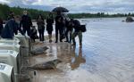 Спасенных тюленей выпускают в Финский залив