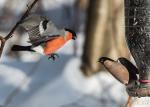 Петербуржцев вновь приглашают посчитать птиц на кормушках