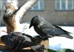 Вороны и голуби в городе: источник многочисленных проблем?