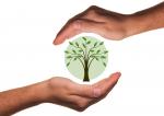 Принять участие в акции и лично посадить дерево петербуржцы могут в 32 садах, парках и скверах