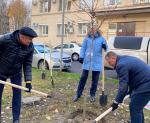 В осенний период благоустройства в Петербурге высажено в общей сложности около восьми тысяч деревьев