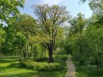 Голосуем за Тургеневский дуб – представителя России на международном конкурсе «Европейское дерево года 2022»!