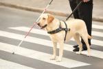 В Калининском районе создадут площадку для тренировки собак-поводырей для незрячих людей