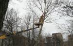 В округе начинаются работы по сносу аварийных деревьев